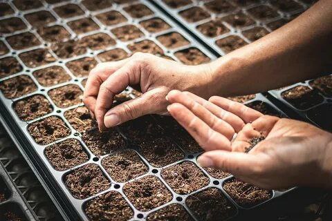 عرضه مستقیم سینی نشا گوجه + قیمت باورنکردنی