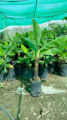 فروش عمده نهال موز پا کوتاه چابهار + خرید موز پا کوتاه + قیمت موز پا کوتاه