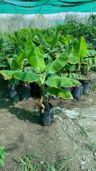 تصویر 1 از فروش عمده نهال موز پا کوتاه چابهار + خرید موز پا کوتاه + قیمت موز پا کوتاه