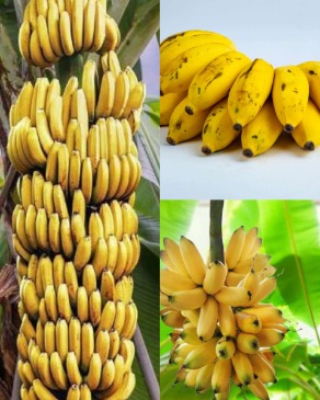 تصویر 2 از فروش عمده نهال موز پا کوتاه چابهار + خرید موز پا کوتاه + قیمت موز پا کوتاه