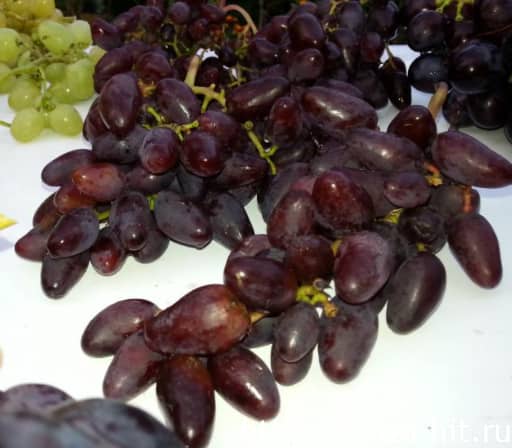 خرما مضافتی خوشه ای در اندازه های مختلف