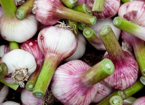 سیر خراسان کوچک حبه‌ های بلند و خوش‌ فرم