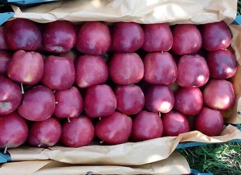 سیب قرمز امریکایی درجه یک تازه