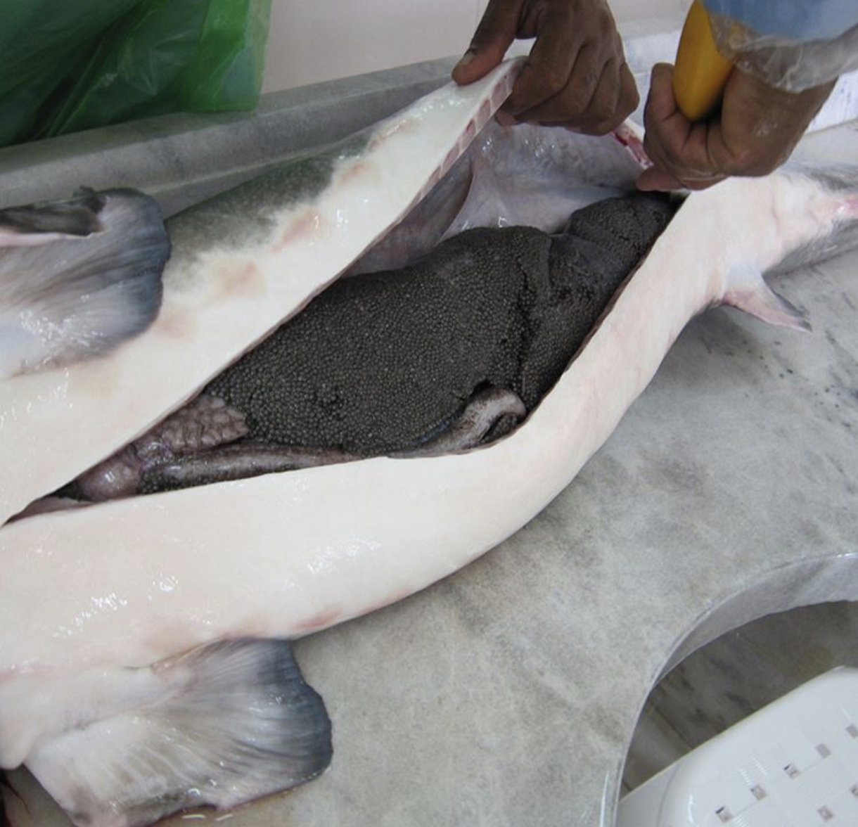 استحصال خاویار