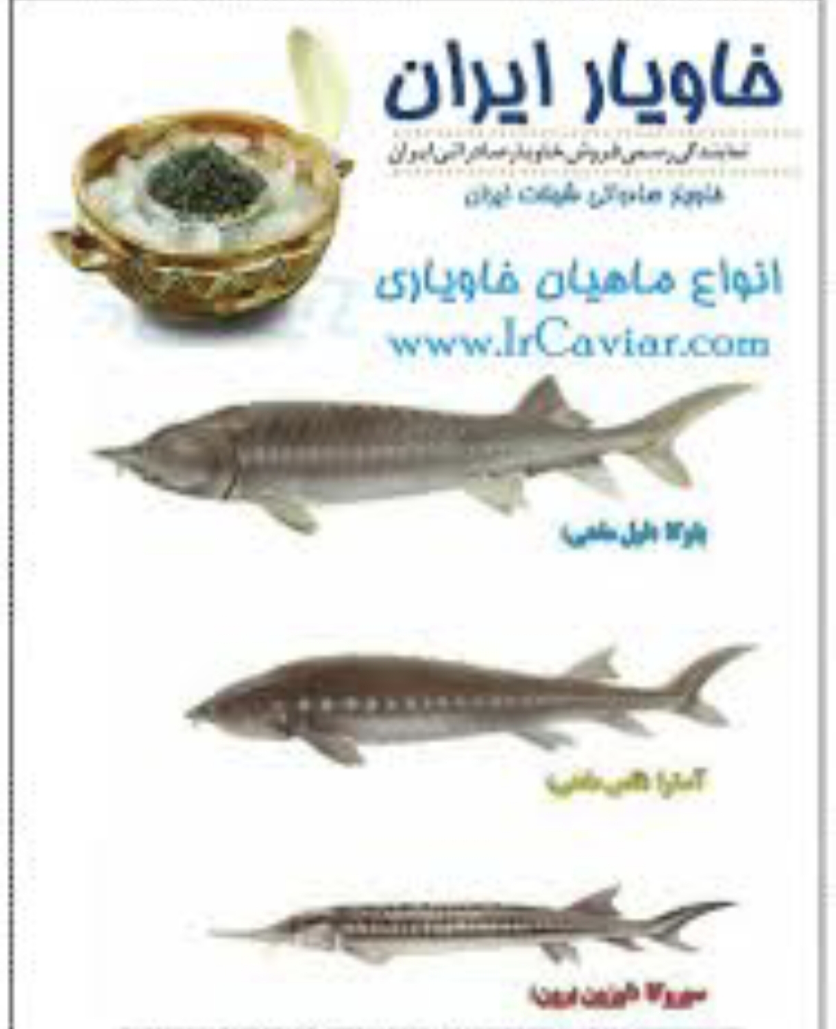 ماهیان خاویاری