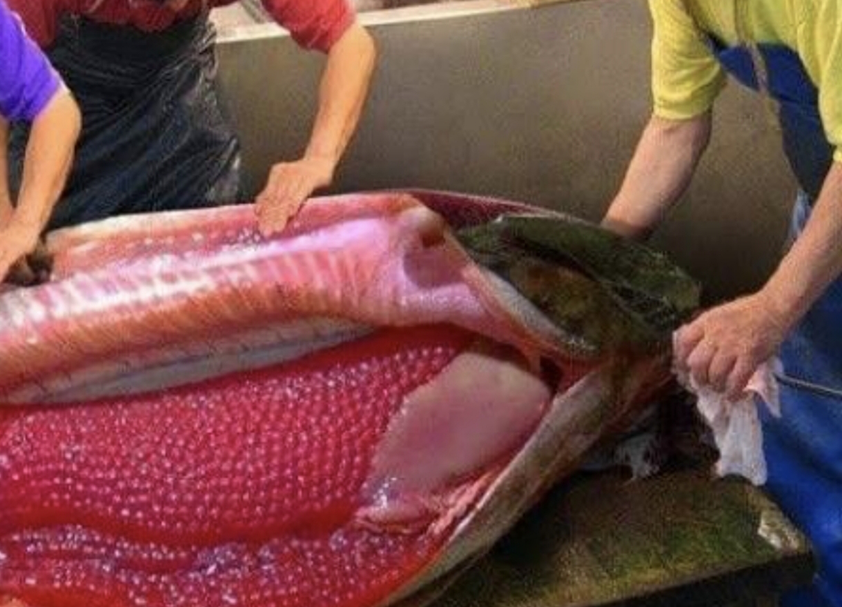 ماهی خاویاری و داستان چند هزار ساله اش