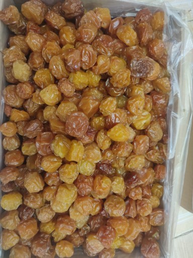 قیمت آلو برقانی + فروش نقدی