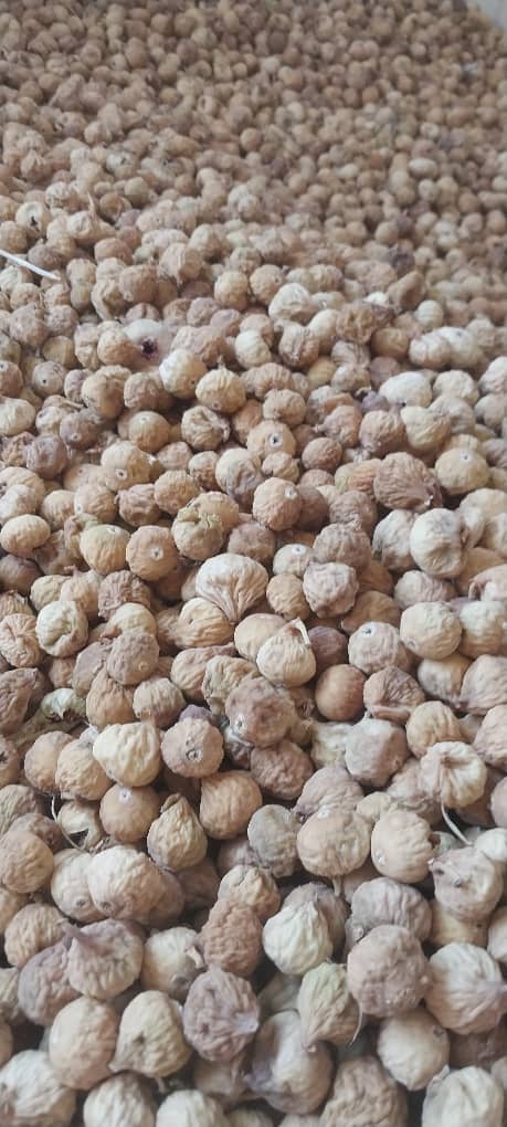 فروش عمده انجیر سایز درشت + فروشی باورنکردنی