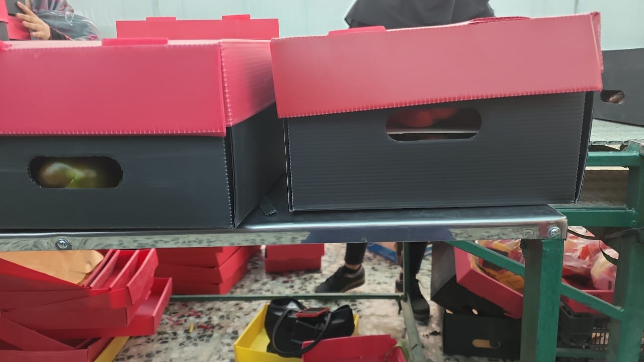 خرید کارتن پلاست فلفل دلمه ای با تضمین کیفیت و قیمت