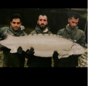 خواص خاویار آسترا