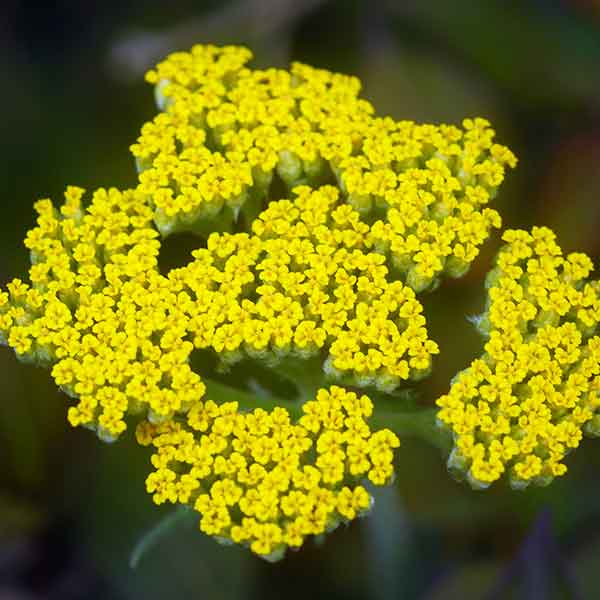 تصویر 1 از خرید عرق بومادران + قیمت رقابتی