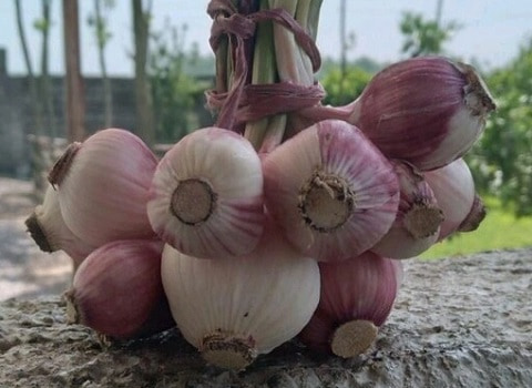 تصویر 3 از سیر محلی شمال با تندی بالا و خاصیت فراوان