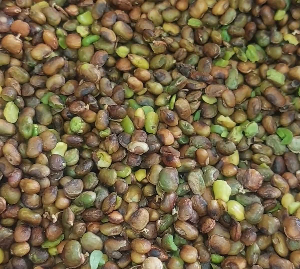 مغز پسته بنه در سایز های ریز با طعم ارگانیک