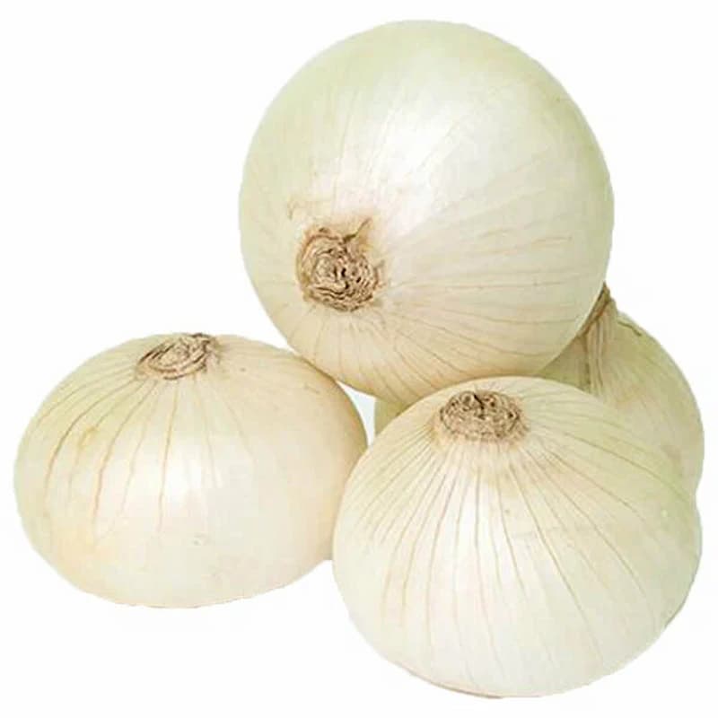 پیاز پهن با گردی وسیع برای طعم عالی در آشپزی