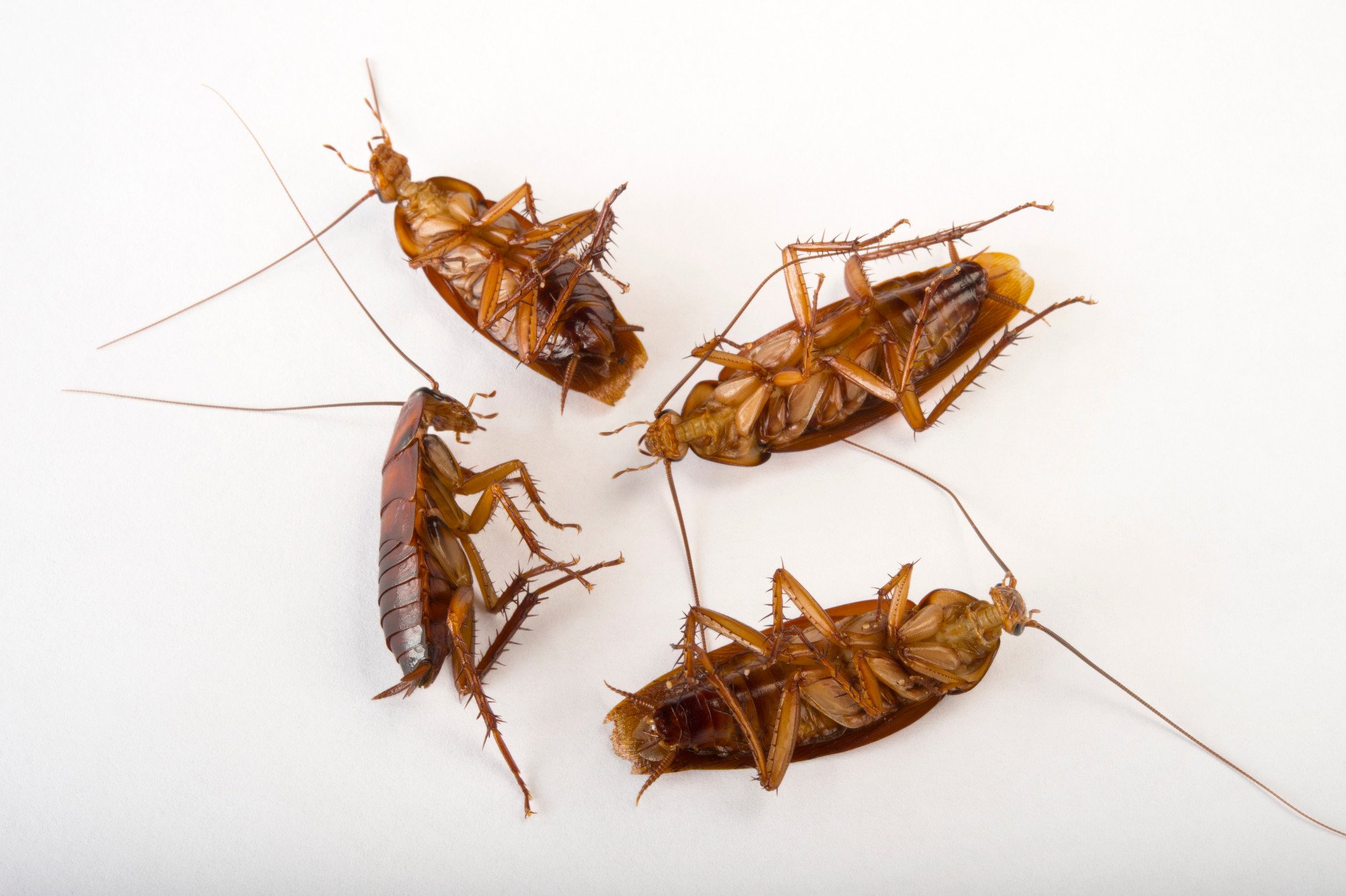 سم سوسک کش قوی فوری بدون بو