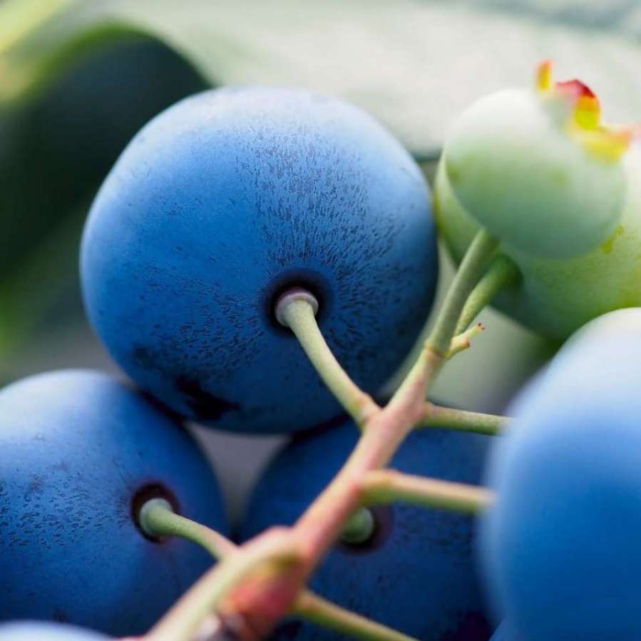 تصویر 3 از عرضه نهال بلوبری بیلاکسی پیوندی و فروش عمده بلوبری لگاسی در ایران