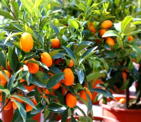 فروش نهال کامکوات دو ساله میوه دار + قیمت نهال دوساله کامکوات