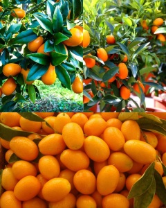 تصویر 4 از فروش نهال کامکوات دو ساله میوه دار + قیمت نهال دوساله کامکوات