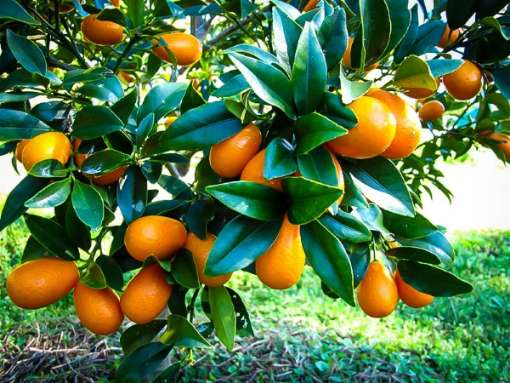 تصویر 1 از فروش نهال کامکوات دو ساله میوه دار + قیمت نهال دوساله کامکوات