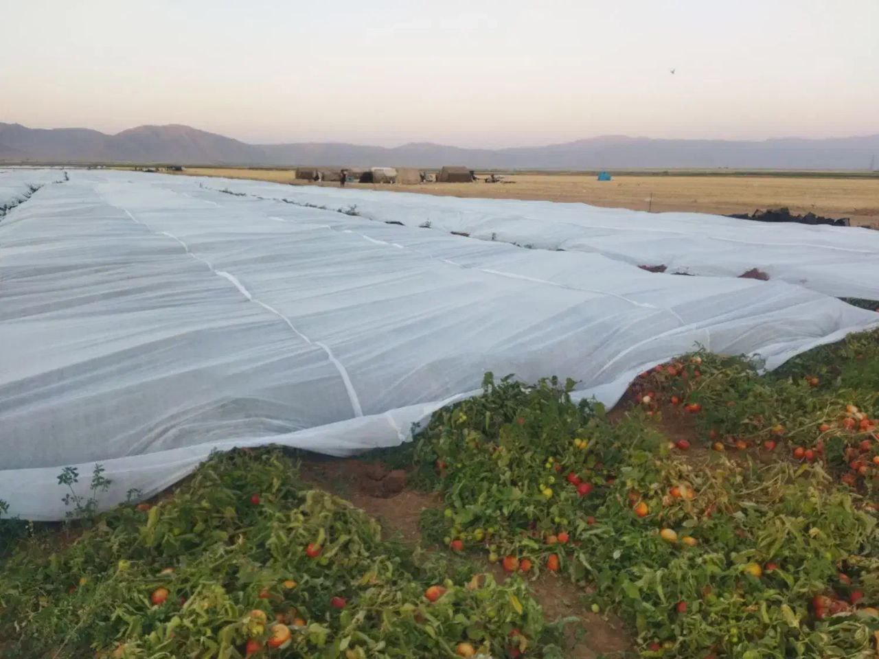 تصویر 4 از خرید و قیمت کاور ضد سرما گوجه فرنگی بی واسطه و ارزان + آرکا تجارت