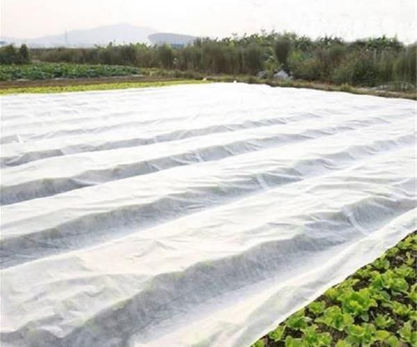 تصویر 2 از فروش ویژه کاور ضد سرما کشاورزی عرض ۵ متر به قیمت عمده + خرید کاملاً بی واسطه