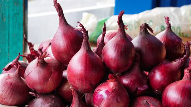 پیاز قرمز اناری ارگانیک بدون کود شیمیایی