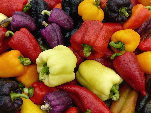 تصویر 4 از فلفل دلمه ای جیرفت صادراتی با کیفیت