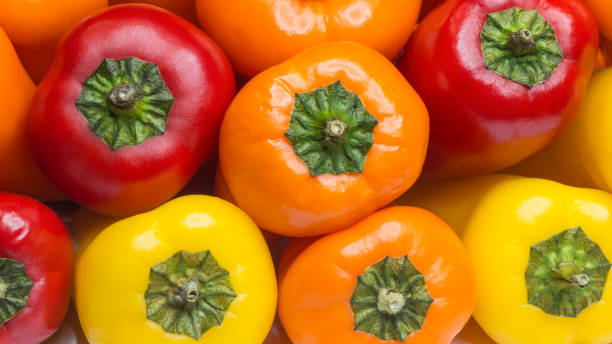 تصویر 3 از فلفل دلمه ای جیرفت صادراتی با کیفیت