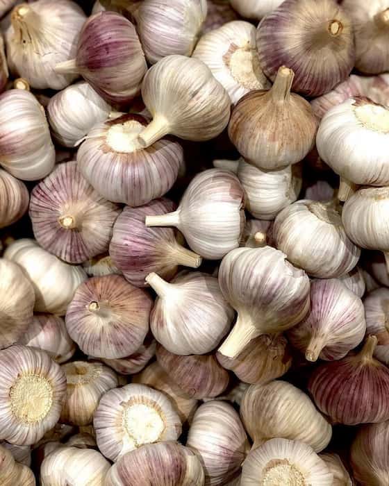 پودر سیر سفید تازه و اعلا مناسب مصارف حرفه‌ ای