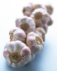 تصویر 2 از سیر پودری اصل با عطر و طعم واقعی  سیر تازه