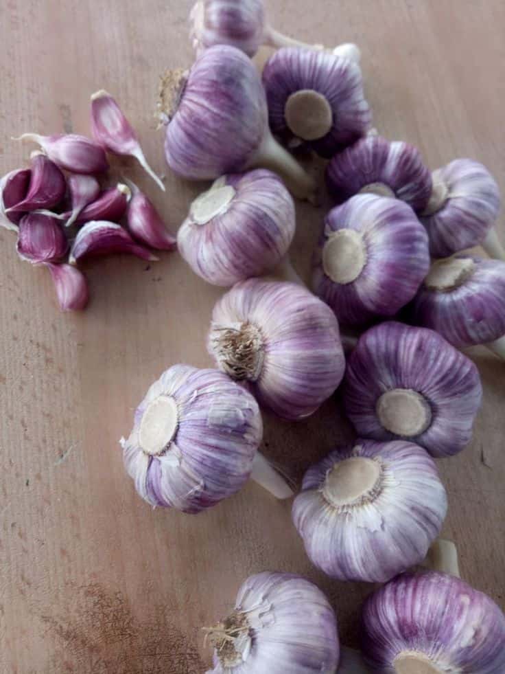 پودر سیر تازه مناسب تهیه انواع غذاهای خوش‌ طعم ایرانی و فست فودها