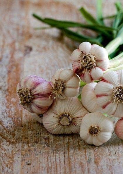 سیر پودری اعلا با طعم فوق العاده خوشمزه مناسب مصارف خانگی و صنعتی