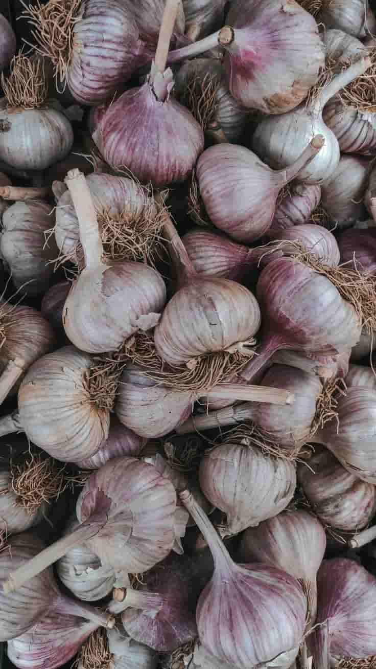 تصویر 3 از سیر پودری اعلا با طعم فوق العاده خوشمزه مناسب مصارف خانگی و صنعتی