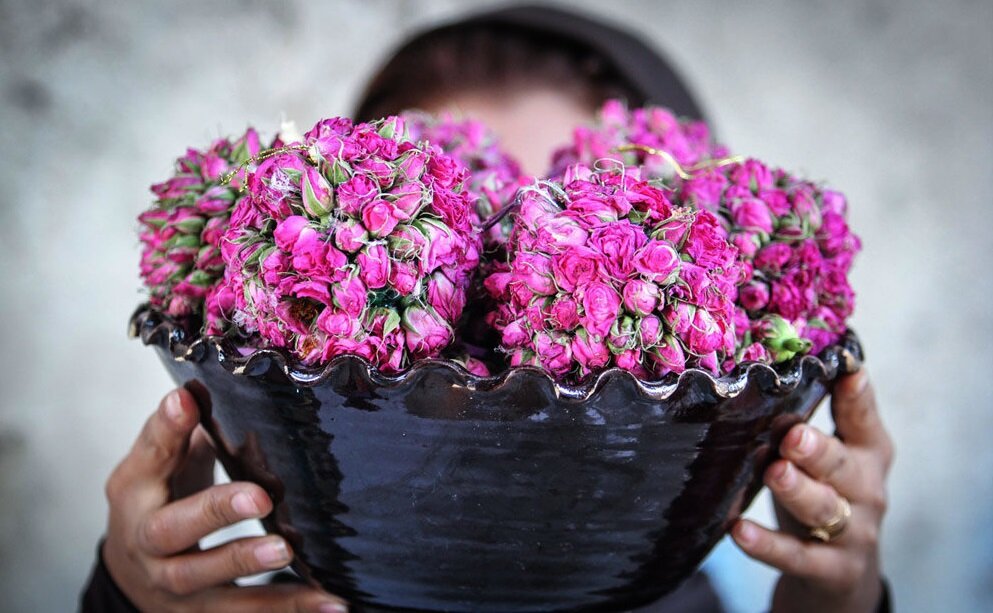 غنچه گل محمدی تازه خوشبو ممتاز