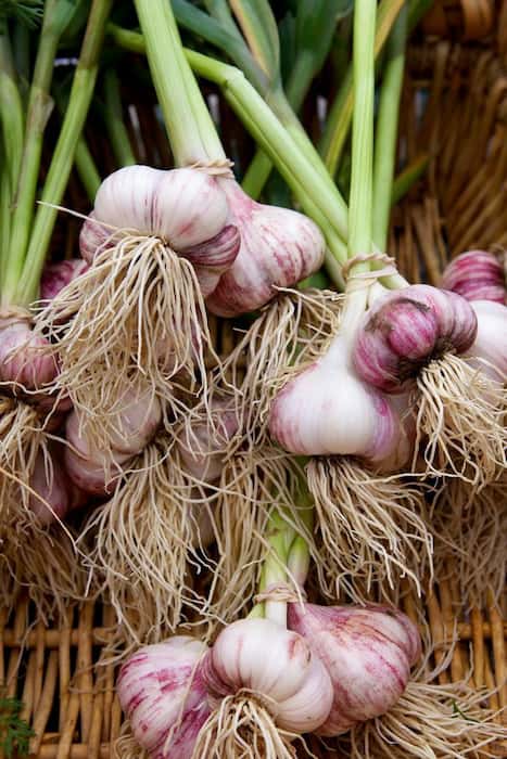 تصویر 1 از سیر پودر شده اعلا و درجه یک صادراتی مناسب انواع خورشت ها