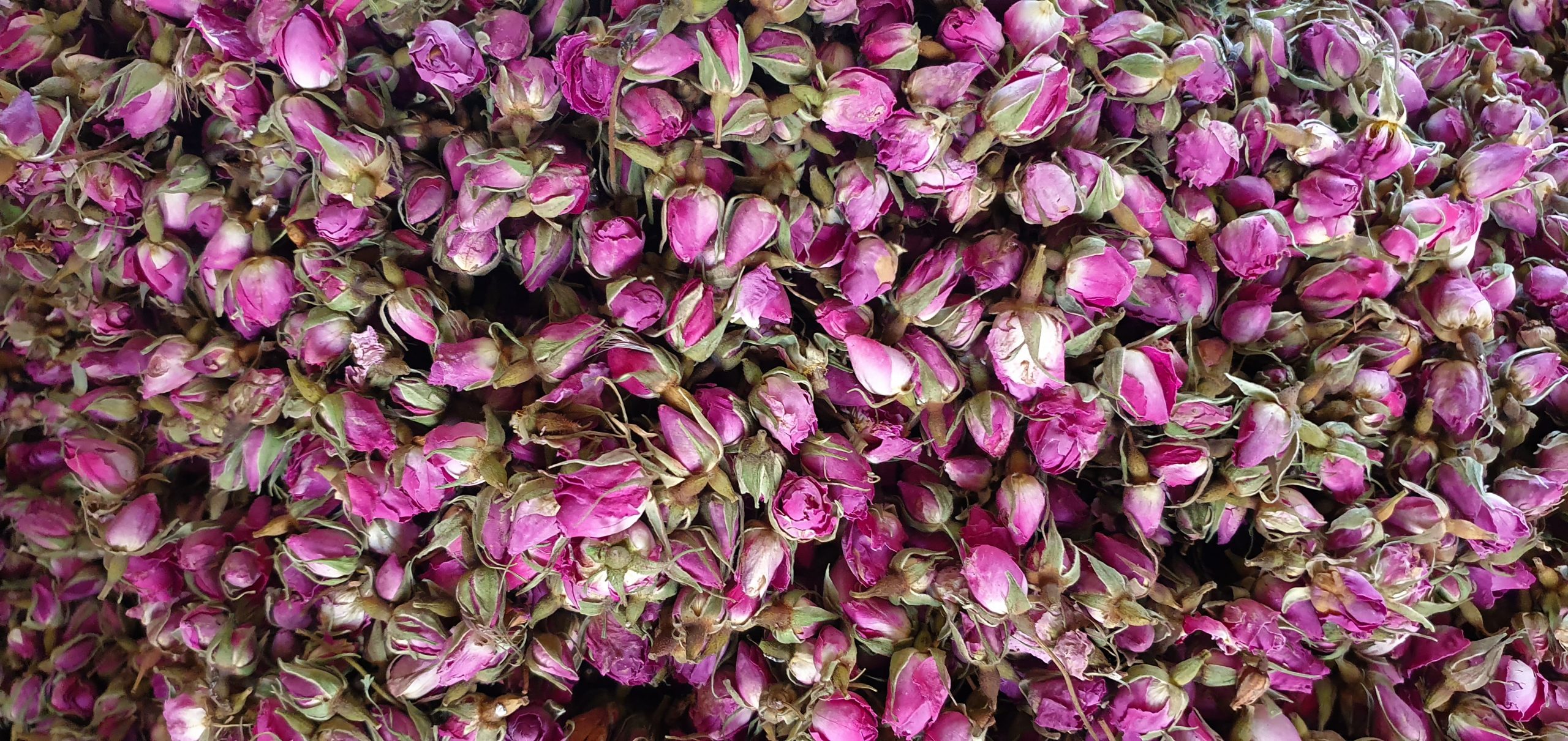 غنچه گل محمدی دستچین لاله زار کرمانی