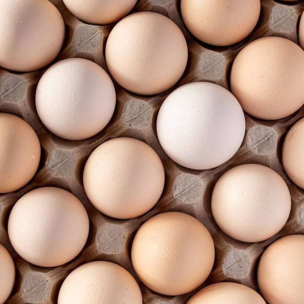 تصویر 4 از تخم مرغ دوزرده با بافت غلیظ و طعم اصیل