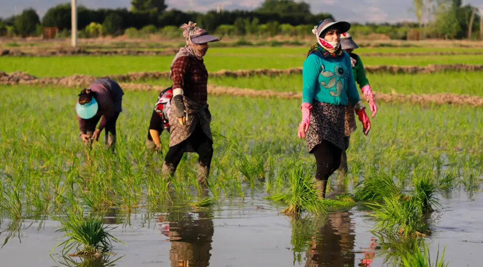 تصویر 1 از برنج عنبربو طلایی خوزستان + کیفیت درجه یک