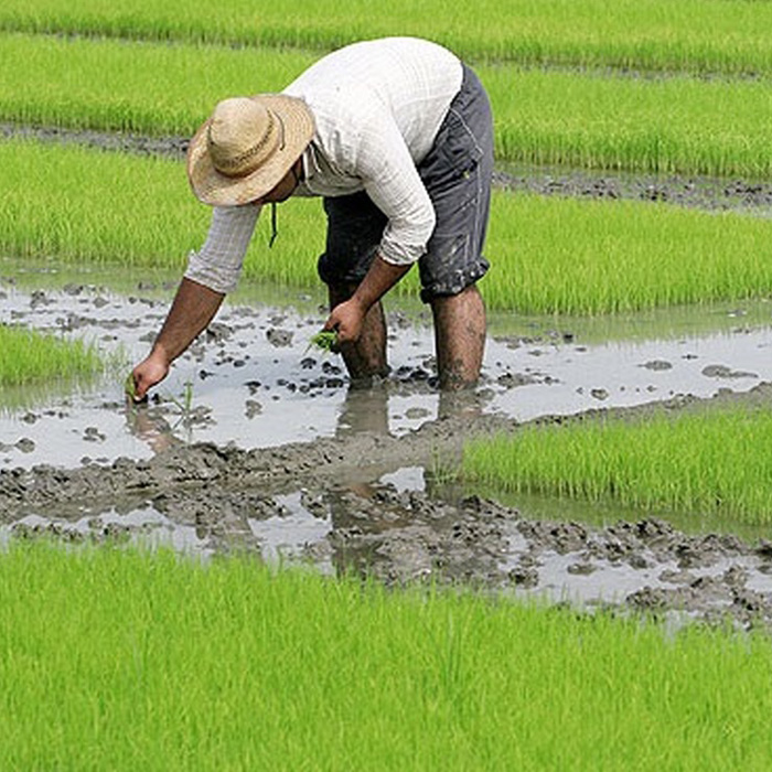 تصویر 1 از برنج عنبربو طلایی + عرضه مستقیم از خوزستان
