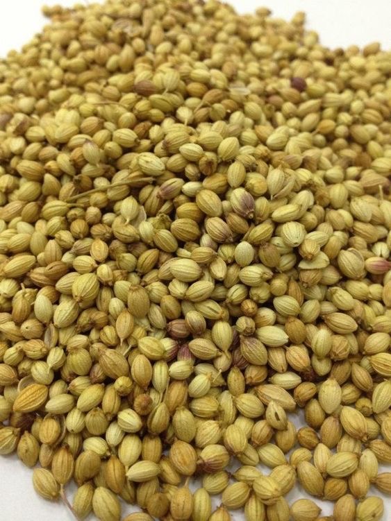 تصویر 2 از بذر گشنیز توپی با کشت بالا مناسب کاشت خانگی و مزرعه