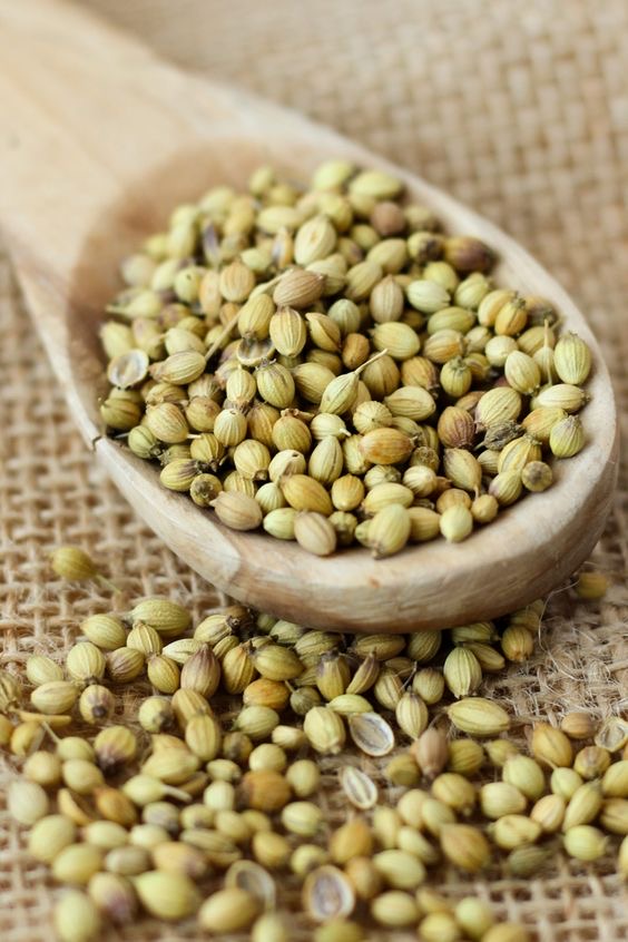 تصویر 5 از بذر گشنیز توپی با کشت بالا مناسب کاشت خانگی و مزرعه