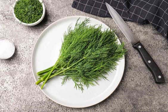 شوید خرد شده آماده مصرف با بسته ‌بندی بهداشتی