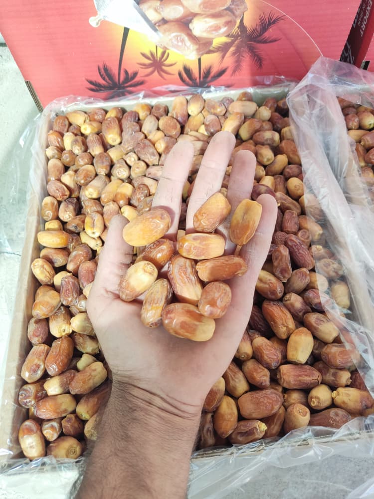 خرما زاهدی بوشهر بهترین کیفیت تناژ بالا