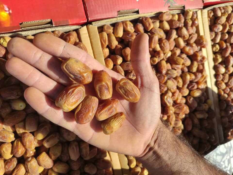 تصویر 1 از خرما زاهدی بوشهر بهترین کیفیت تناژ بالا