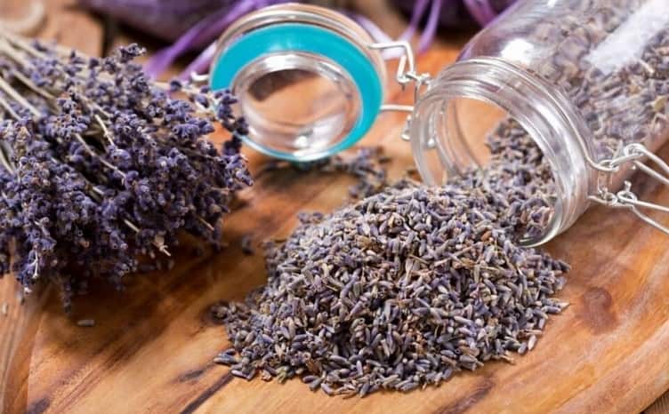 گیاه اسطوخودوس