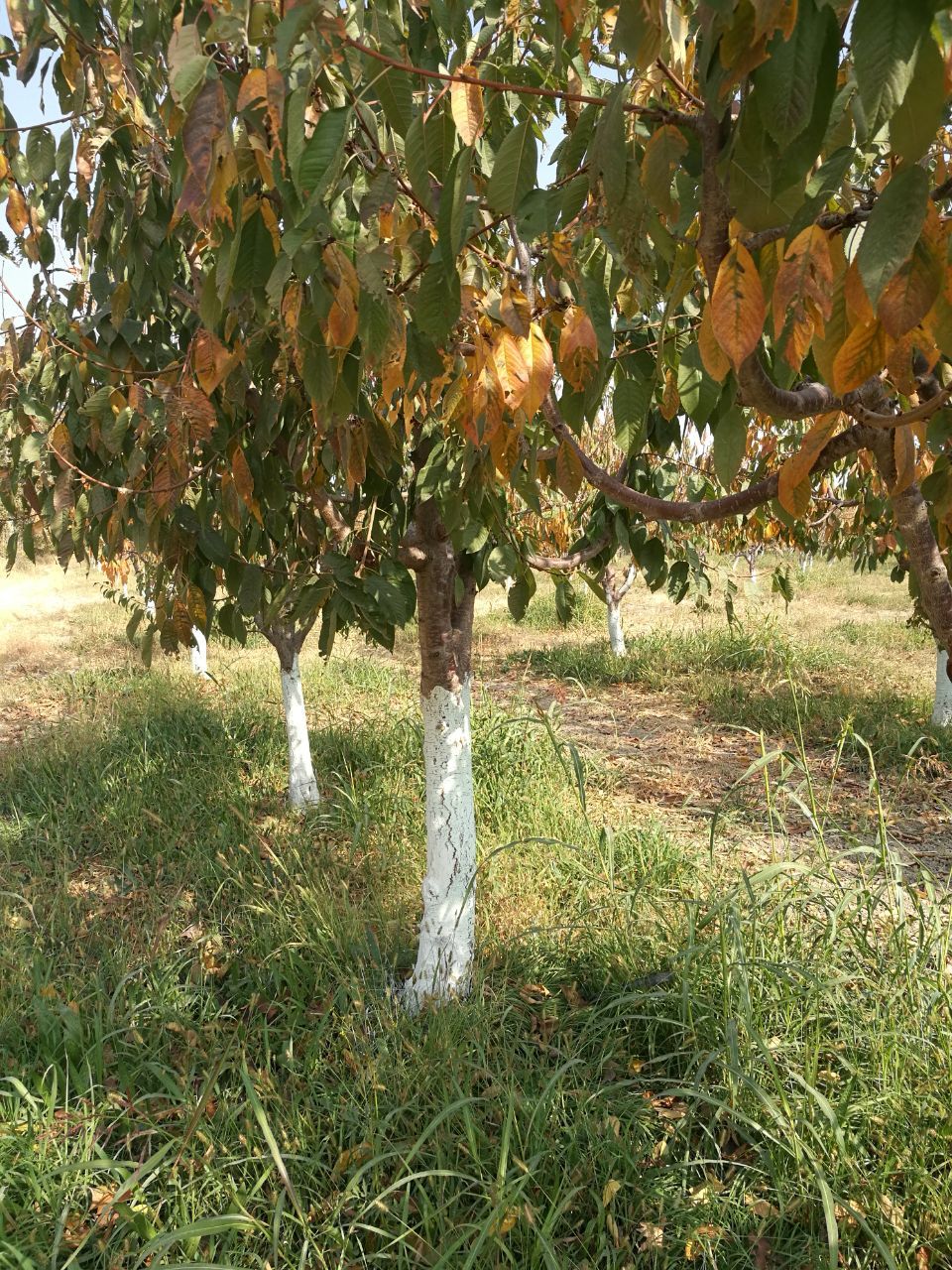 تصویر 1 از خرید مستقیم رنگ محافظ تنه درخت + تولید کننده