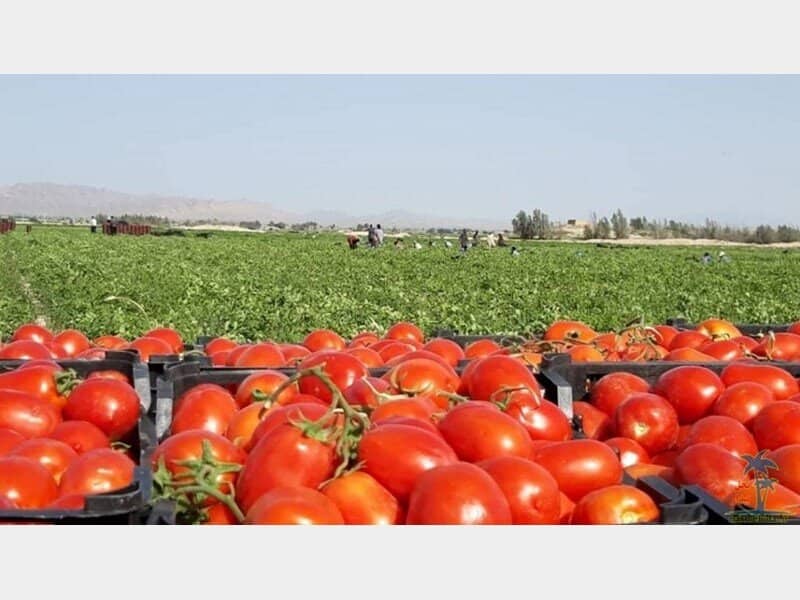 تصویر 4 از گوجه فرنگی ارگانیک طبیعی قرمز ریز تازه و خوش طعم