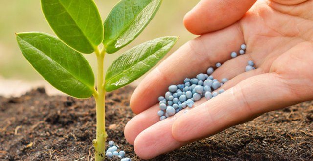 کود پلیت مرغی ۸۵ درصد خاص غنی شده با مواد آلی