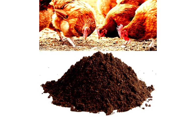 کود مرغی فله