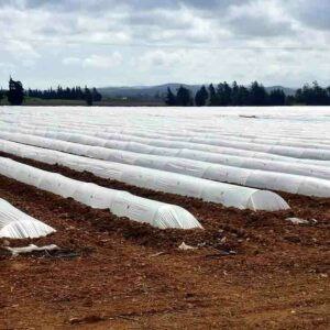 تصویر 2 از پخش عمده انواع کاور ضد سرما کشاورزی + قیمت مناسب و بی‌واسطه